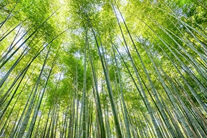 Bamboo Prints: Sagano Bamboo Forest, Arashiyama, Kyoto, Japan