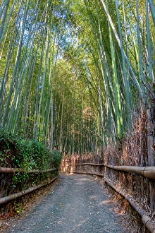 Path Prints: Sagano Bamboo Forest, Arashiyama, Kyoto, Japan