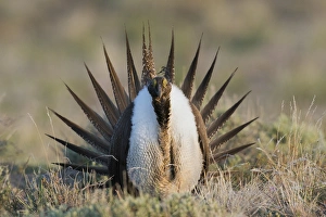 Fauna Prints: Sage Grouse; Courtship Display