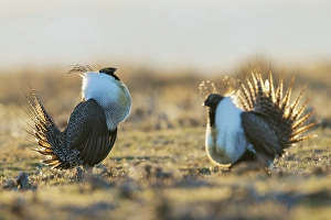Grouse Prints: Sage grouse males compete for the premium spot on the lek in Colorado