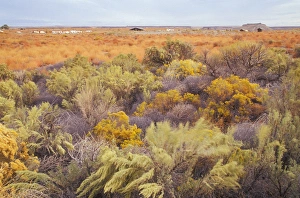 Images Dated 25th August 2005: Sagebrush (Artemisia tridentata) and Gray Rabbit-Brush (Chrysothamnus nauseousus)
