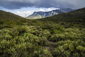 Sagebrush in the Chiricahua Mountains of Arizona
