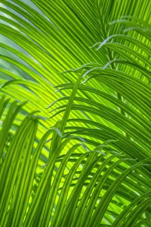 Images Dated 22nd January 2021: Sago Palm