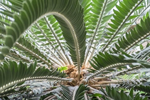 Botanical Prints: Sago-Palm, USA