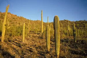 saguaro cacti, Carnegiea gigantea, at sunset in Saguaro National Park, Arizona