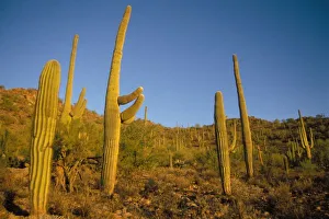 Opuntia Prints: saguaro cacti, Carnegiea gigantea, and prickly pear, in Saguaro National Park, Arizona