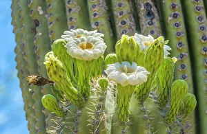 Needle Prints: Saguaro cactus blooming, Desert Botanical Garden, Phoenix, Arizona