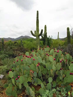 Images Dated 5th August 2007: Saguaro Cactus (Carnegiea gigantea)