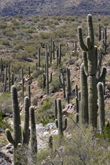 Images Dated 1st April 2009: Saguaro Cactus, Carnegiea gigantea
