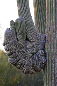 Images Dated 2nd April 2009: Saguaro Cactus, Carnegiea gigantea, Unique Patterned Growth, Sonoran Desert, Desert
