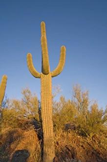 Signal Hill Prints: Saguaro cactus, Carnegiea gigantea