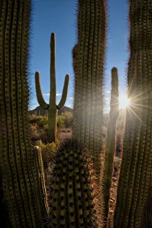 Glow Prints: A saguaro cactus creates a window to the desert in Organ Pipe Cactus National Monument