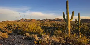 Cacti Prints: Saguaro cactus dominate the landscape at Saguaro National Park in Tucson, Arizona, USA