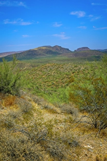 Cactus Prints: Saguaro cactus and other plants suited for extremely dry conditions typify the Sonoran desert