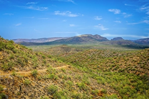 Cactus Prints: Saguaro cactus and other plants suited for extremely dry conditions typify the Sonoran desert