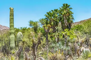 Cacti Prints: Saguaro cactus, Saguaro National Park Sonoran Desert, Tucson, Arizona. USA