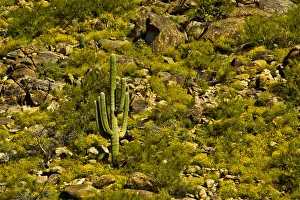 Images Dated 5th April 2017: Saguaro, desert landscape, Tender Hills Park, Arizona, USA