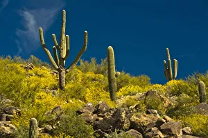 Cacti Prints: Saguaro, desert landscape, Tender Hills Park, Arizona, USA