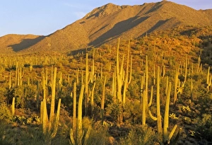 Images Dated 29th July 2010: Saguaro National Park near Tucson, Arizona, USA