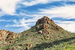 Saguaro Prints: Saguaro National Park around Tucson, Arizona