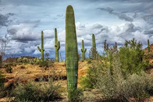 Saguaro National Park around Tucson, Arizona