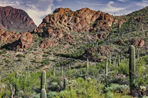 Saguaro Prints: Saguaro National Park around Tucson, Arizona