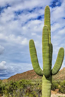 Saguaro Prints: Saguaro National Park around Tucson, Arizona