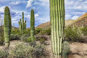 Saguaro Prints: Saguaro National Park around Tucson, Arizona