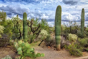 Saguaro National Park around Tucson, Arizona