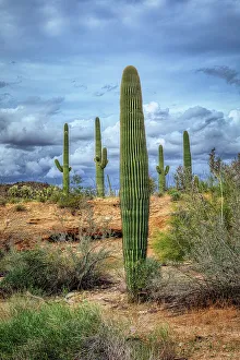 Saguaro National Park around Tucson, Arizona