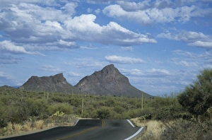 Winding Road Prints: Saguaro National Park, Tucson, Arizona