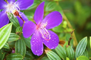 Images Dated 16th March 2012: Sai Kung A Princess flower or Glory Bush, (Urvilleana tibouchina)