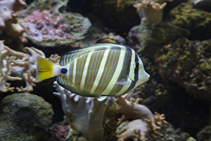 Viti Levu Prints: Sailfin tang (Zebrasoma veliferum), Kula Eco Park, Coral Coast, Viti Levu, Fiji