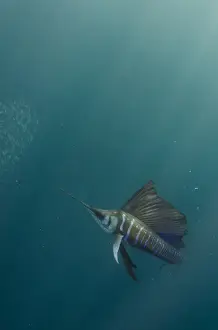 Sailfish (Istiophorus sp. ) & bronze whaler shark (Carcarhinus brachyurus) Feeding on sardines