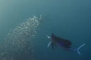 Sailfish (Istiophorus sp. ) Feeding on sardines (Sardinops sagax), Sardine run, Eastern Cape