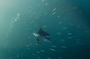 Sailfish (Istiophorus sp. ) Feeding on sardines (Sardinops sagax), Sardine run, Eastern Cape