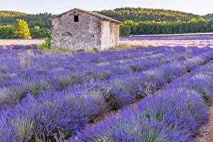Lavender Prints: Saint-Christol, Vaucluse, Provence-Alpes-Cote d'Azur