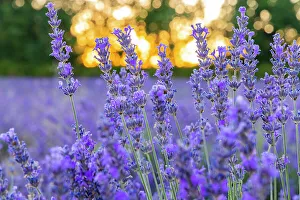 Lavender Prints: Saint-Christol, Vaucluse, Provence-Alpes-Cote d'Azur