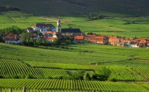 Alsace Prints: Saint Hypolyte, Haut-Rhin, Alsace, France, vineyards