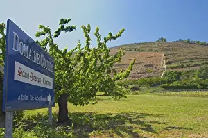 Cultivate Prints: Saint Joseph vineyards in Chateaubourg with a sign to Domaine Courbis also making Cornas