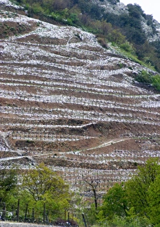 Images Dated 16th April 2005: Saint Joseph. Vineyards under snow in seasonably exceptional weather in April 2005
