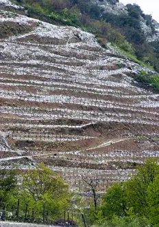 Bucolic Prints: Saint Joseph. Vineyards under snow in seasonably exceptional weather in April 2005