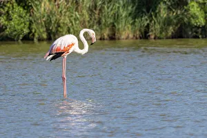 Wading Prints: Saintes-Maries-de-la-Mer, Bouches-du-Rhone