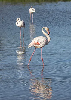 Wading Prints: Saintes-Maries-de-la-Mer, Bouches-du-Rhone