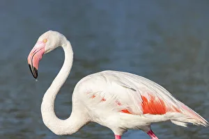 Flamingo Prints: Saintes-Maries-de-la-Mer, Bouches-du-Rhone