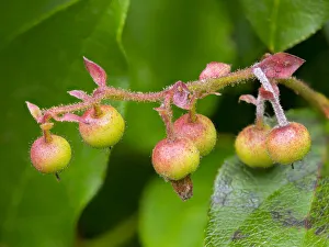 Salal berries