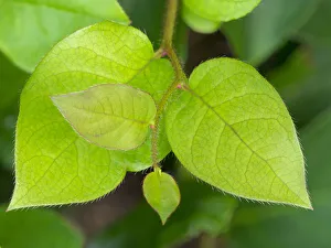 Shrub Prints: Salal leaves