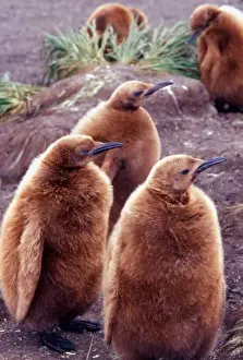 Trio Prints: Salisbury Plain, South Georgia: Juvenile King Penguins (Aptenodytes Patagonicus)