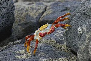South America Prints: Sally lightfoot crab. Floreana Island, Galapagos Islands, Ecuador