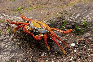 Prints of Sally lightfoot Crab, Galapagos Islands, South America Images Dated 2024 December: Sally lightfoot Crab, Galapagos Islands, South America